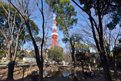 東京タワーの下にある宝珠院の森