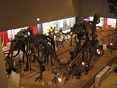 恐竜の骨の標本