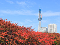 紅葉と東京スカイツリー
