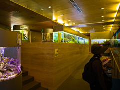 ミニ水族館