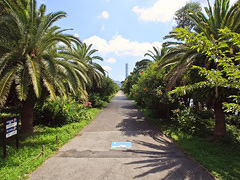 椰子の木が並ぶ公園内の径