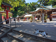 江の島神社 ( 辺津宮 ) と猫