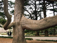 凄く太い木の枝？